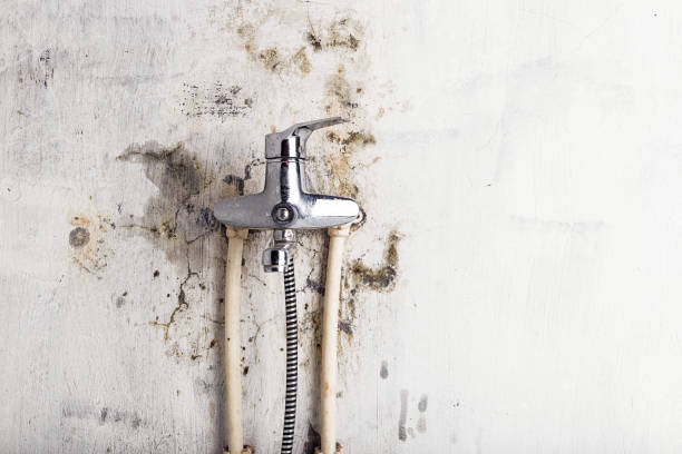 Best Residential Mold Remediation in Norlina, NC